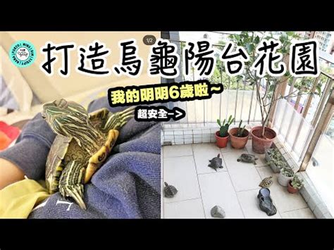 烏龜放養